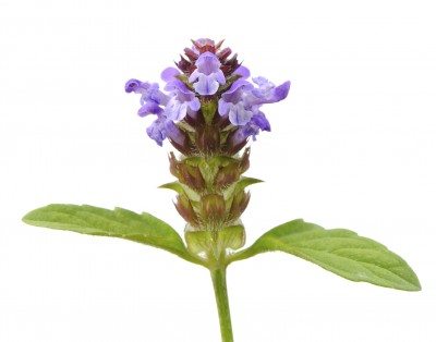 Prunella vulgaris