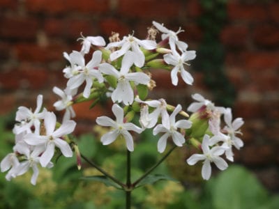 white soapwort flowers