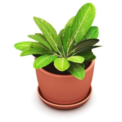 potted sorrel