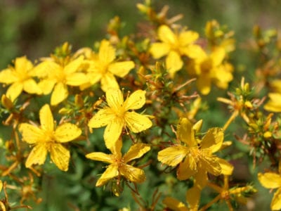 flowers of stjohns wort