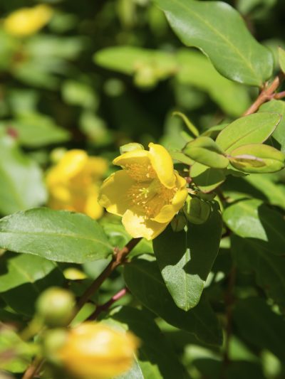 prune st johns wort