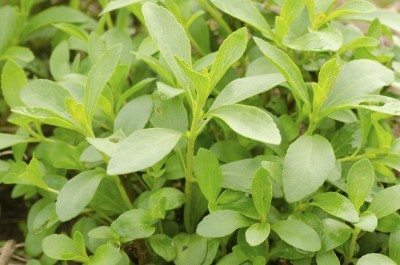 stevia