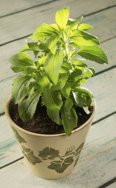 wintering stevia