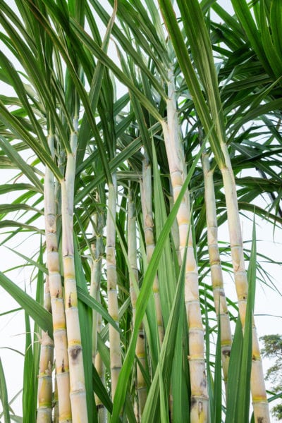 prune sugarcane