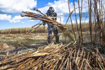 sugarcane harvest