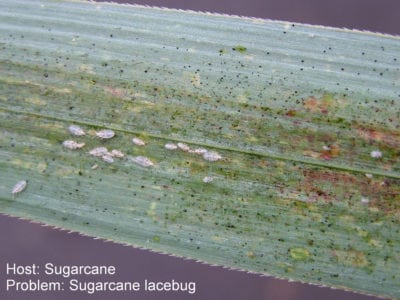 sugarcane lacebug