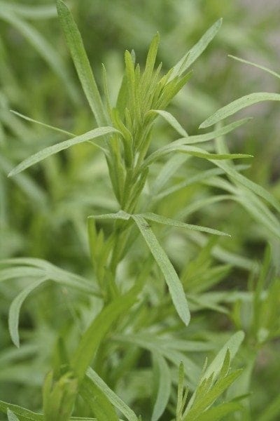 tarragon1