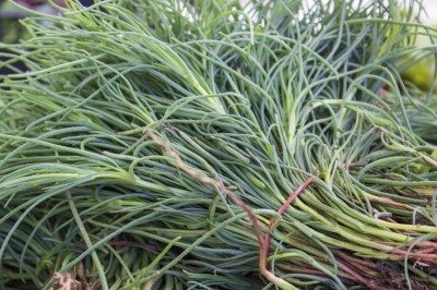 harvest tarragon