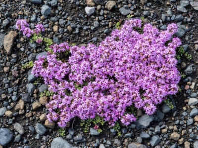 creeping thyme 1