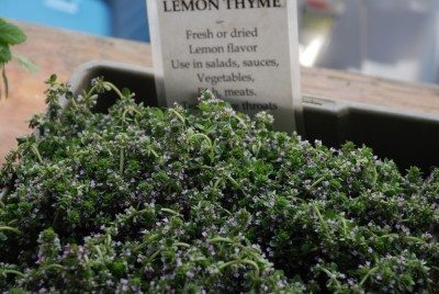 lemon thyme