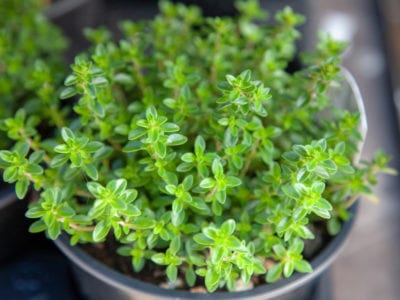 potted thyme plant