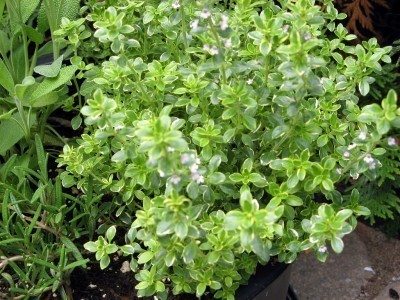 lemon thyme plant