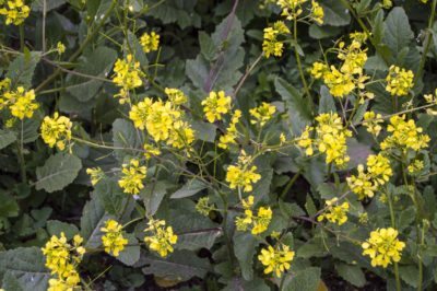 wild mustard herb