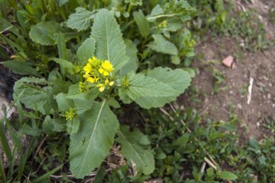 wild mustard weed