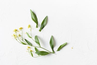 edible wintercress