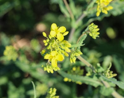 wintercress