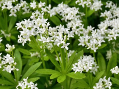woodruff