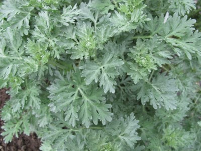 wormwood