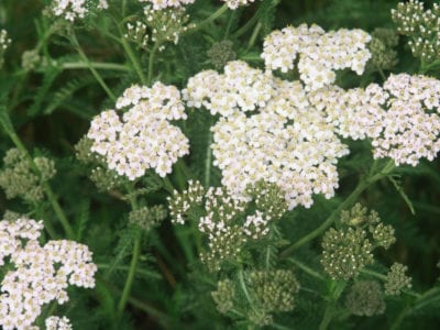flowering achillea