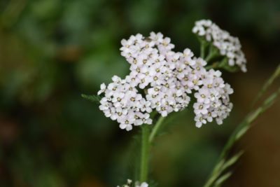 yarrow