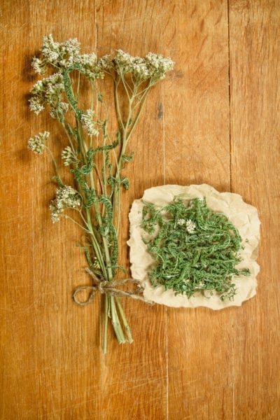 yarrow herb