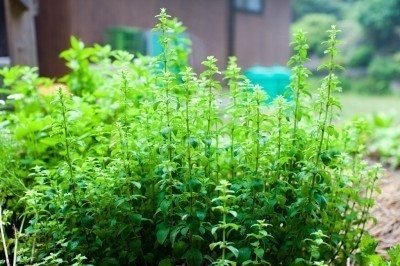 oregano herb