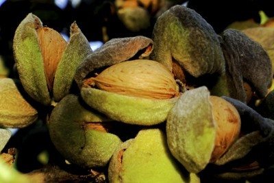 harvest almond