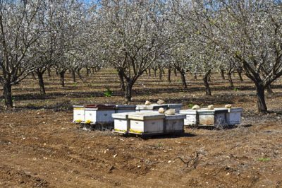 almond pollination