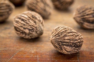 black walnut harvest