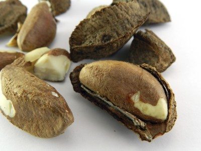 brazil nut harvest