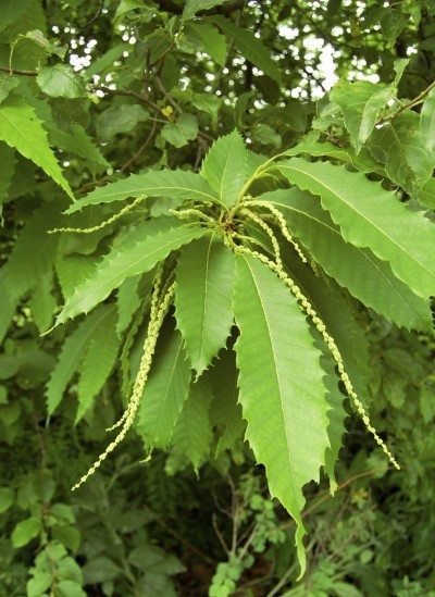 american chestnut