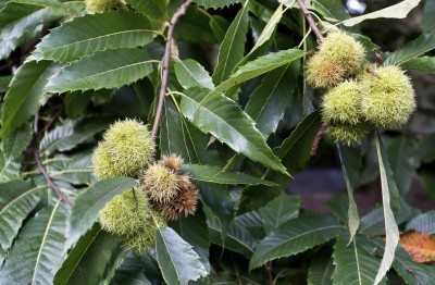 chestnut tree