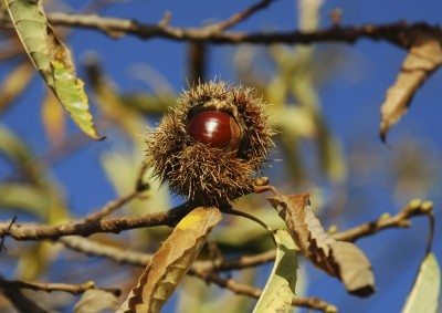 chestnut harvest
