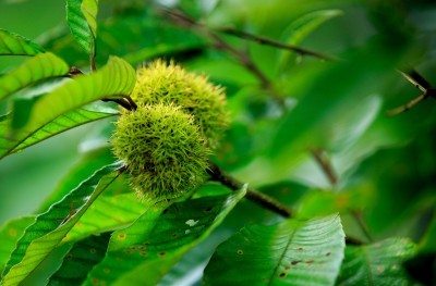 chinese chestnut