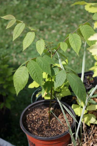 potted nut tree