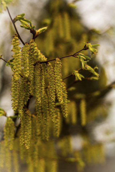 hazelnut pollintation