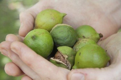 harvest macadamia