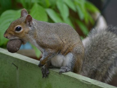 squirrel with a pecan