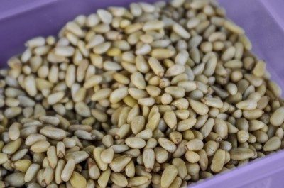 pinon nuts