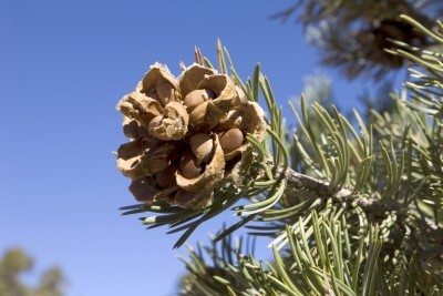 pine nuts