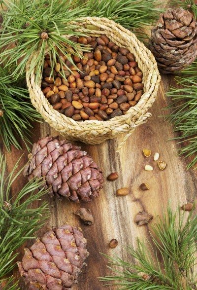 harvest pine nuts