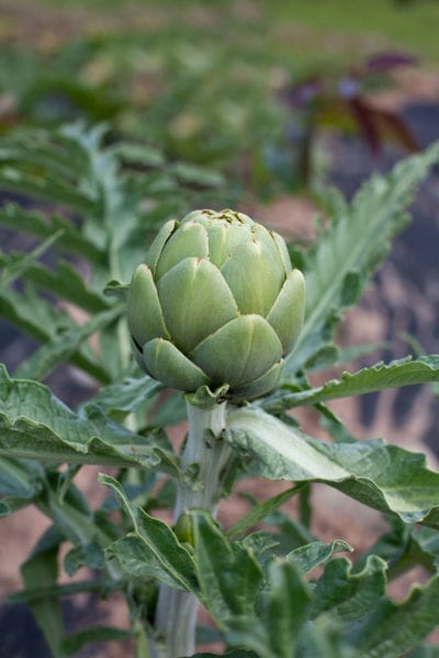 artichoke
