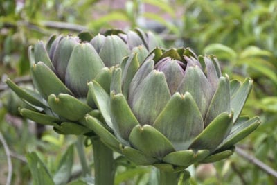 artichoke 1