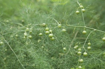 asparagus berries