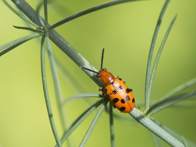 asparagus beetle