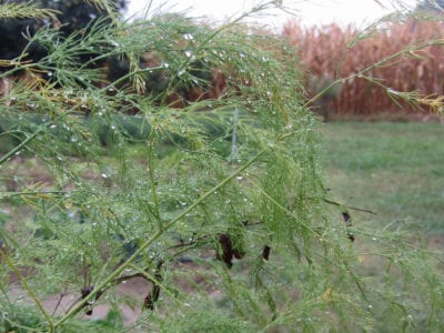 asparagus foliage 1