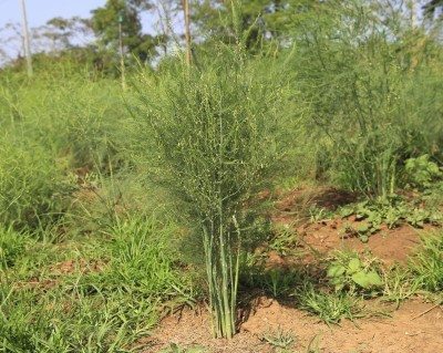 asparagus weeds