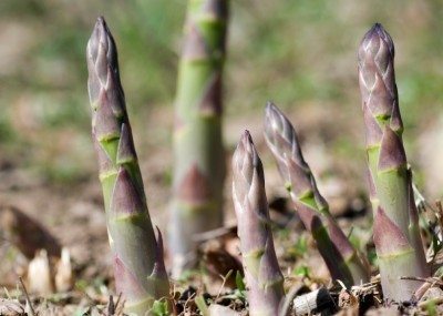 asparagus garden
