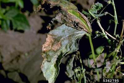 bacterial bean wilt