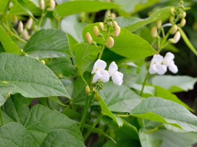 bean flowers
